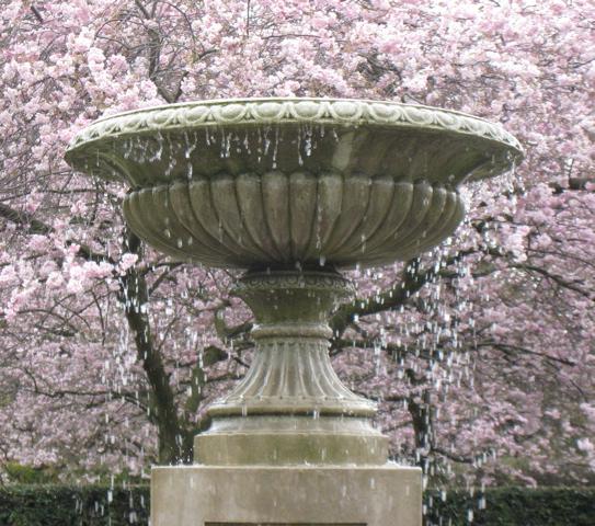 cherry blossoms and fountain in regents park england photo by sarah laurence