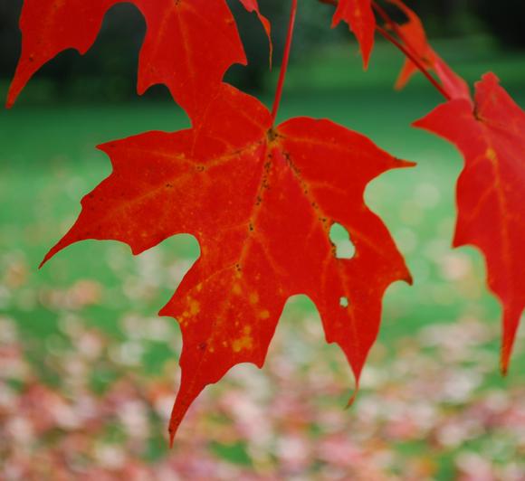 red maple leaf photo by Sarah Laurence