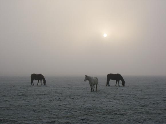 port meadow horse photo by Sarah Laurence