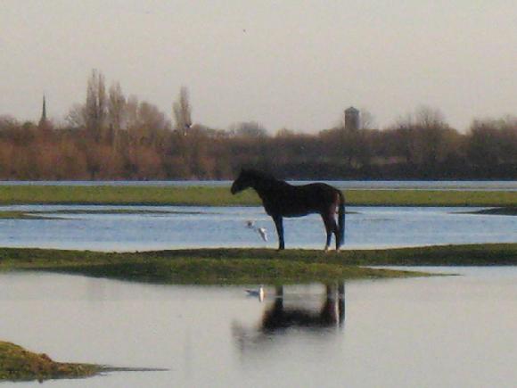 Port Meadow flood by Sarah Laurence