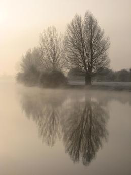 trees reflected in river thames, isis england photo by sarah laurence