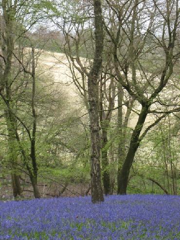 bluebell woods england photo by sarah laurence