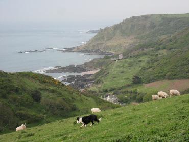 Border Collie and Sheep Devon