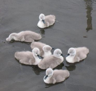 young cygnets in England photo by Sarah Laurence