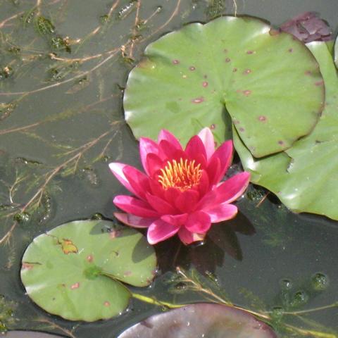 water lilly in Oxford Botanic Garden photo by sarah laurence