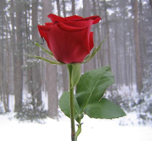 valentine rose and a snowy wood photo by sarah laurence