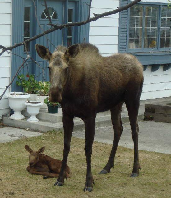 newborn moose
