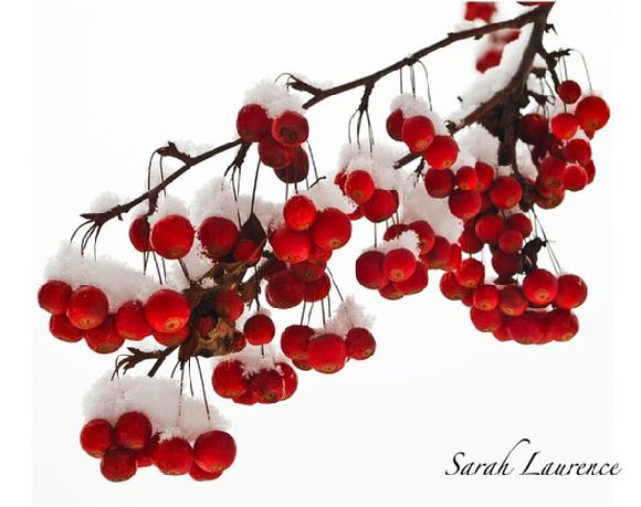 cherries in snow photo by sarah laurence